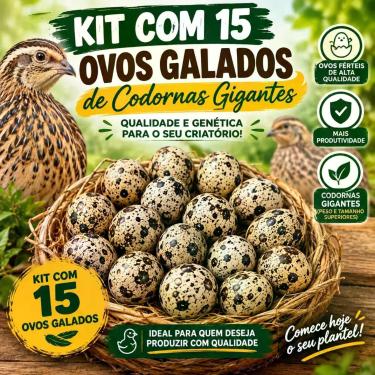 Imagem de Codorna Gigante Colorida (15 Ovos Galados) Férteis - KazzaVipStore