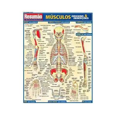 Imagem de Músculos: Origem e Inserções - Resumão