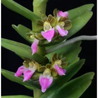 Imagem de Pelatantheria Insectifera - Orquídea Rara e Exótica - Orquidário