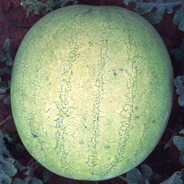 Imagem de Melancia Omaru Yamato - 9gramas de Sementes - ISLA Sementes