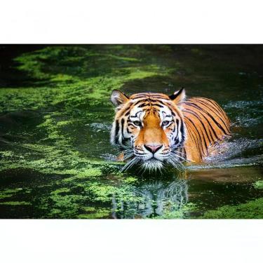 Imagem de Quebra-cabeça Felinos de 500 Peças MDF Belo Tigre para Exercitar Memória e Concentração Indicado para Idosos Coleção Tea