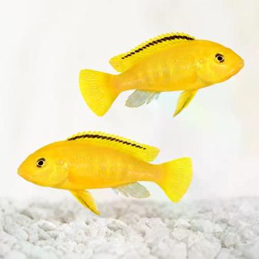 Imagem de Labidochromis yellow - GERAL