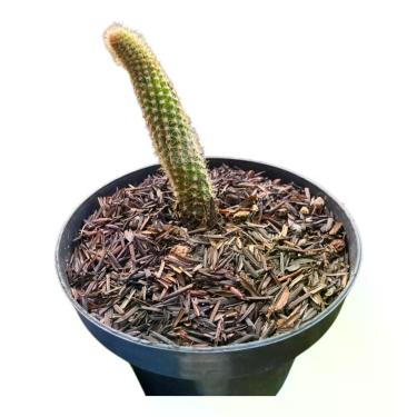 Imagem de Cacto Rabo de macaco flor amarela - Generico
