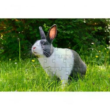 Imagem de Kit 2 Quebra-cabeça Inclusivos Belos Coelhos em 60 Peças para Idosos Que Auxiliam Memória e Concentração Coleção Tea