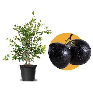 Imagem de Muda De Jabuticaba Híbrida Ideal Para Vasos