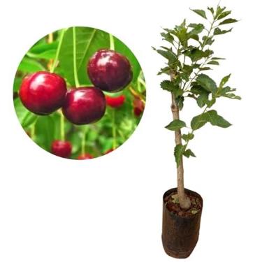 Imagem de Muda De Cereja De Bolo Para Produzir - Já Enxertada