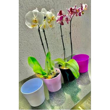 Imagem de Cachepot para orquídea kit com 4 - PLASTSANTOS 