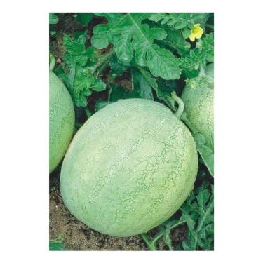 Imagem de Sementes de Melancia Omaru Yamato Env c/ 9gr - FELTRIN SEMENTES