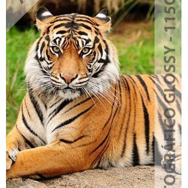 Imagem de Papel Fotográfico A4 Glossy 115g 50 Folhas