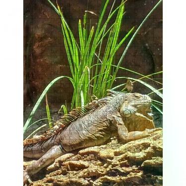Imagem de Quebra-cabeças Inclusivos 60 Peças Lagarto para Estimular Memória e Concentração, Indicado para Idosos, Verde, Coleção