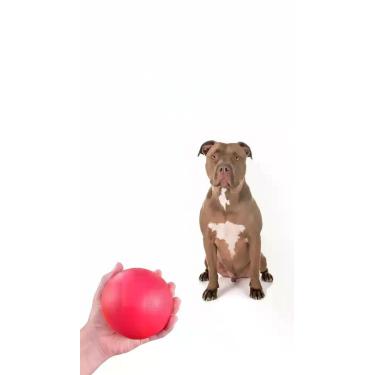 Imagem de Bola Anti-stress Borracha Cães 10cm Vermelha - Congratulations Store