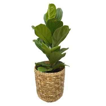 Imagem de Muda Ficus Lyrata Pote 24 + Cachepô De Taboa Dura Ref: 992 - Inspira F