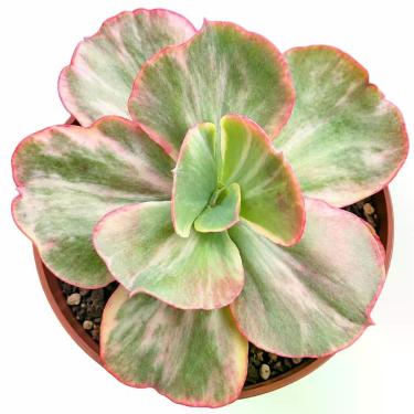 Imagem de Suculenta Katella Variegata  Rara e Colecionável - Generico
