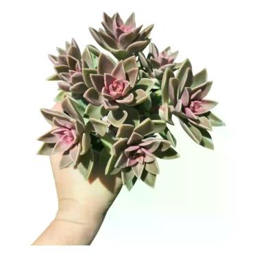 Imagem de Planta Suculenta Sedum Ebracteatum Colônia Rosa-chiclete - GENERICO
